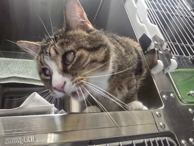 Enlarge Beau, a Adoptable Domestic Short Hair in Cortland, NY image 3/6