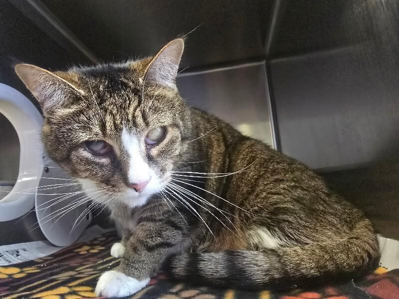 Enlarge Beau, a Adoptable Domestic Short Hair in Cortland, NY image 4/6