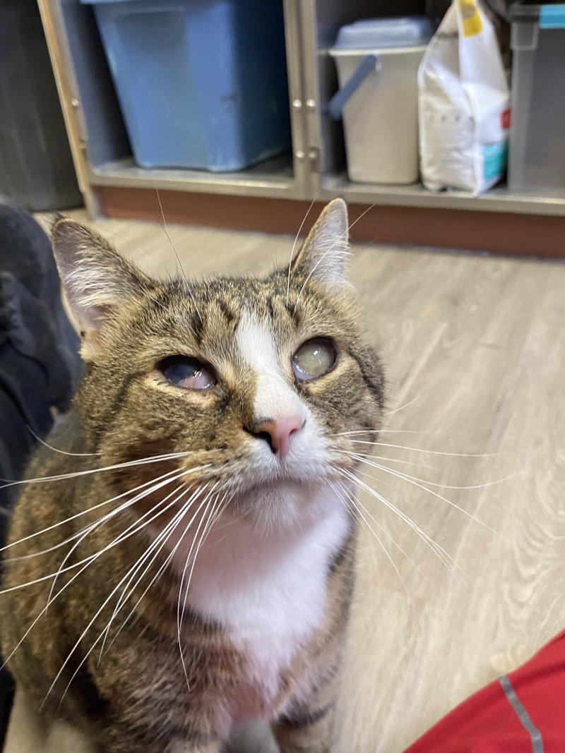 Enlarge Beau, a Adoptable Domestic Short Hair in Cortland, NY image 5/6