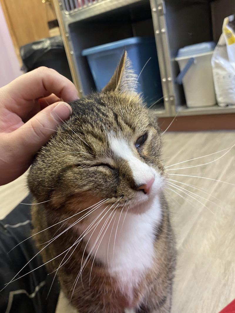 Enlarge Beau, a Adoptable Domestic Short Hair in Cortland, NY image 6/6