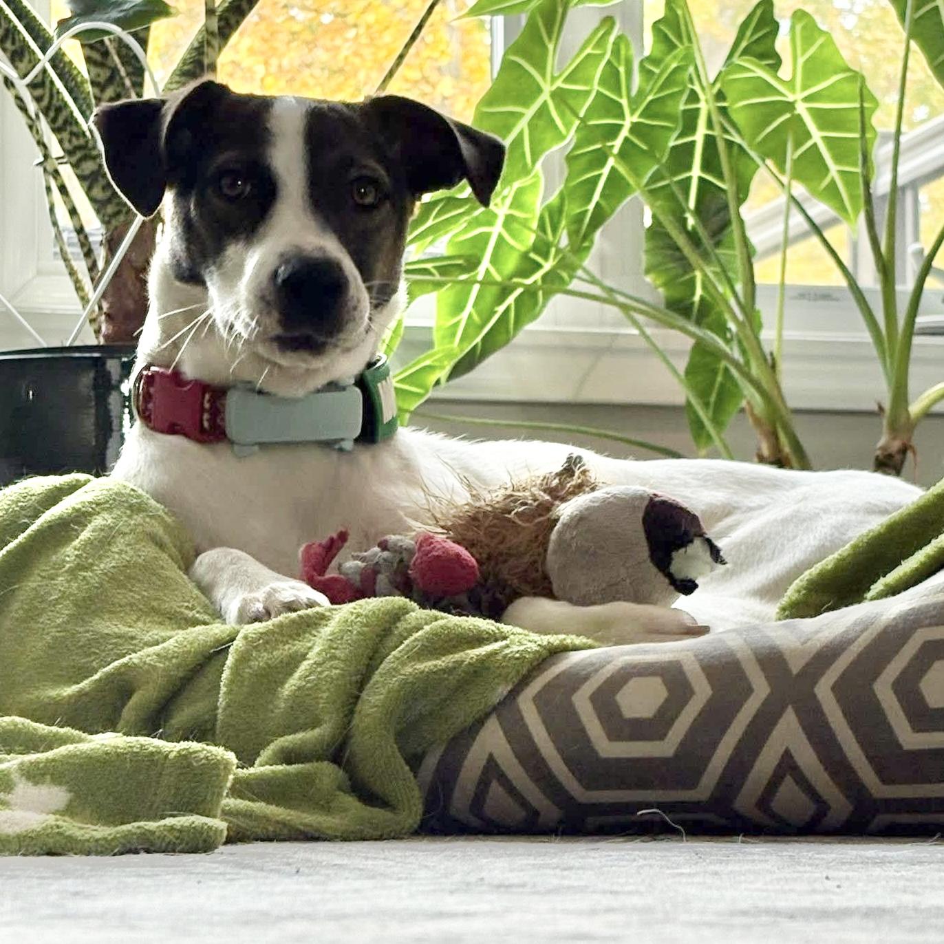 Enlarge Zoe, a ADOPTABLE mixed breed in Newmarket, ON image 5/6