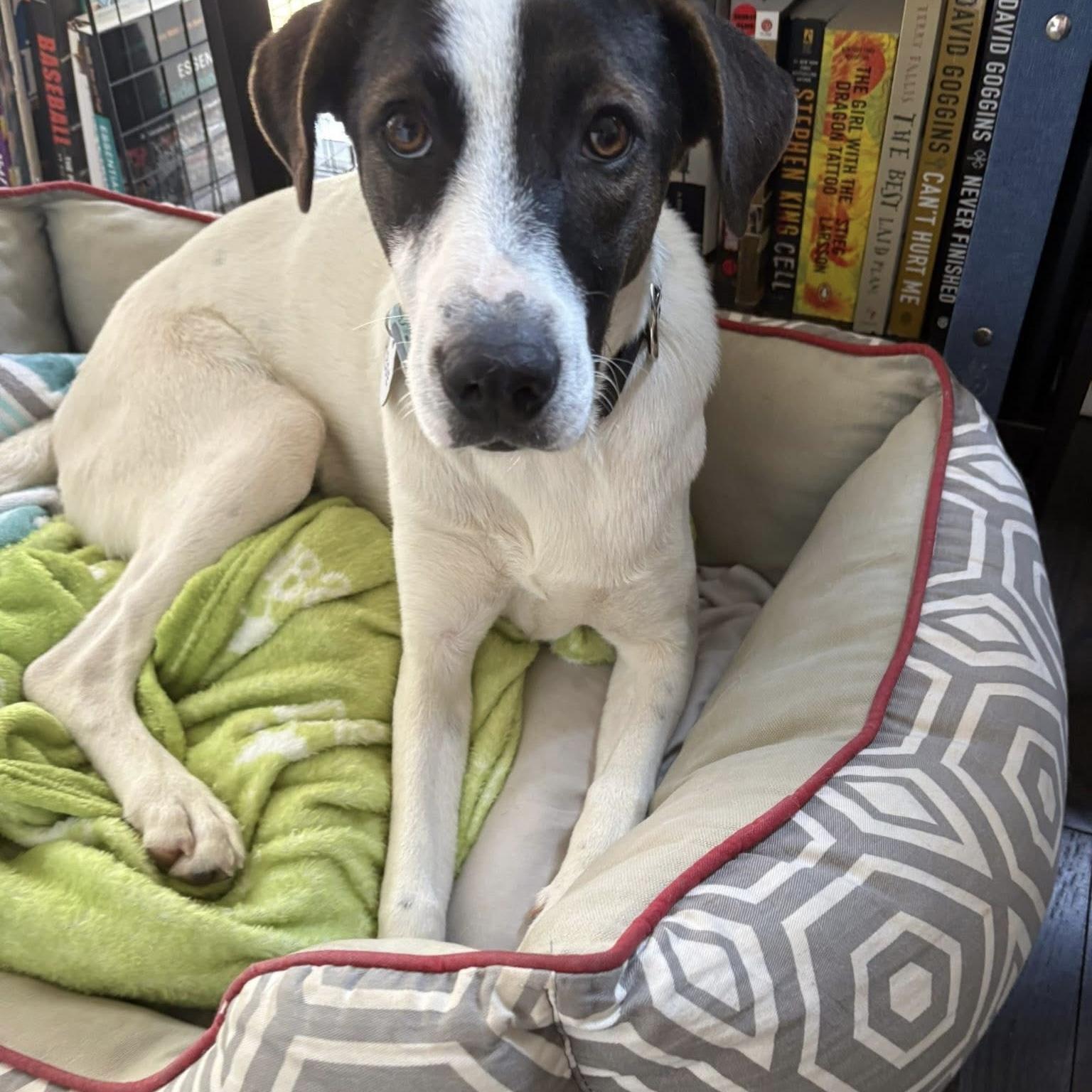 Zoe, ADOPTABLE, Young Female Mixed Breed & Pointer.