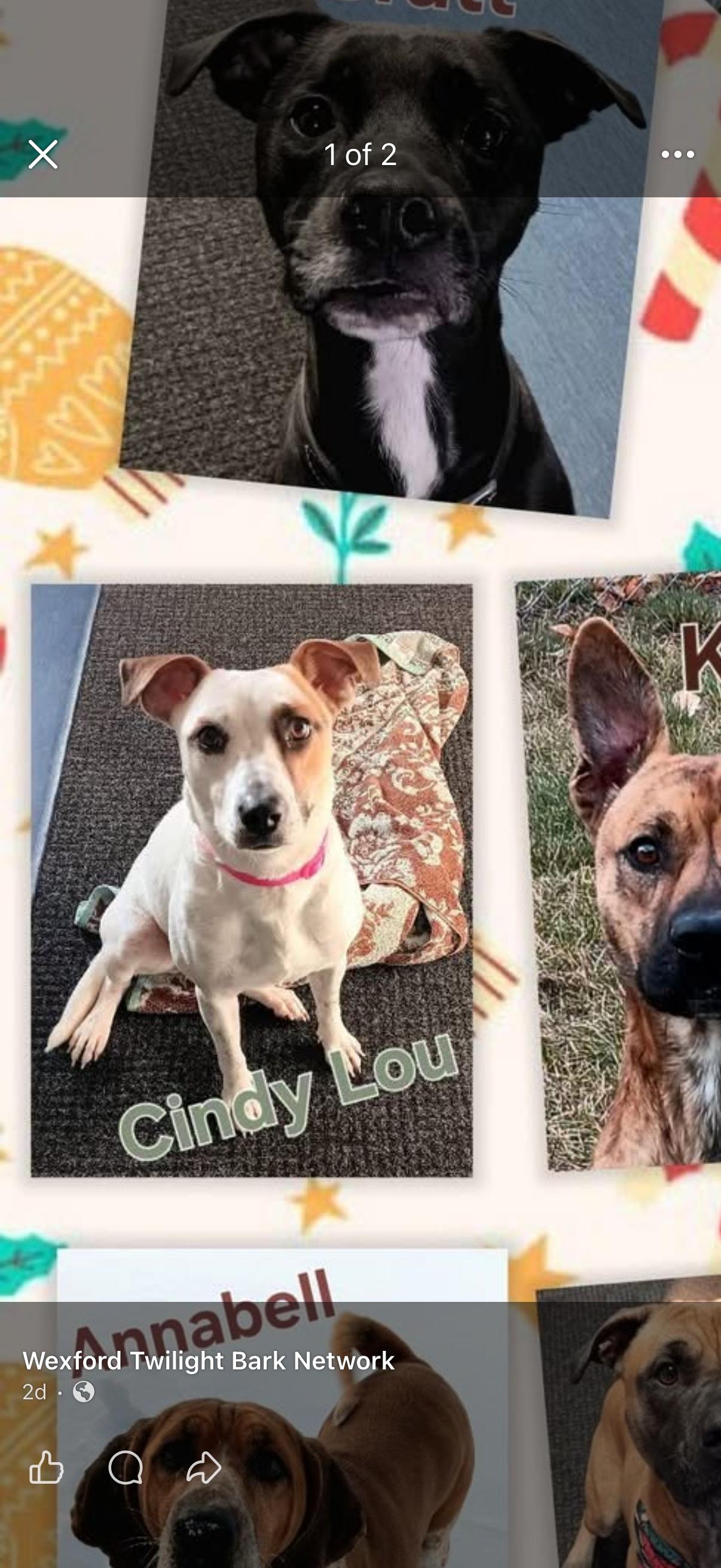 Enlarge CINDY LOU, a ADOPTABLE Fox Terrier in Cadillac, MI image 2/2