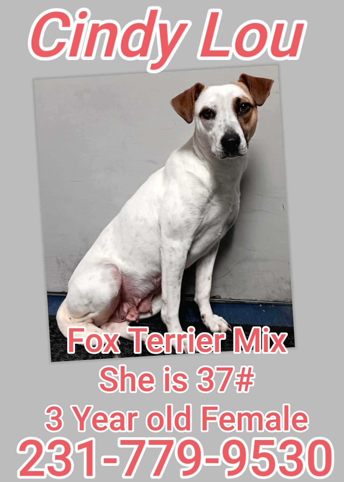 Enlarge CINDY LOU, a ADOPTABLE Fox Terrier in Cadillac, MI image 1/2