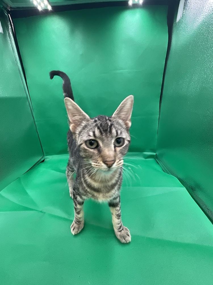 Rocky, Adoptable, Kitten Male Domestic Short Hair.