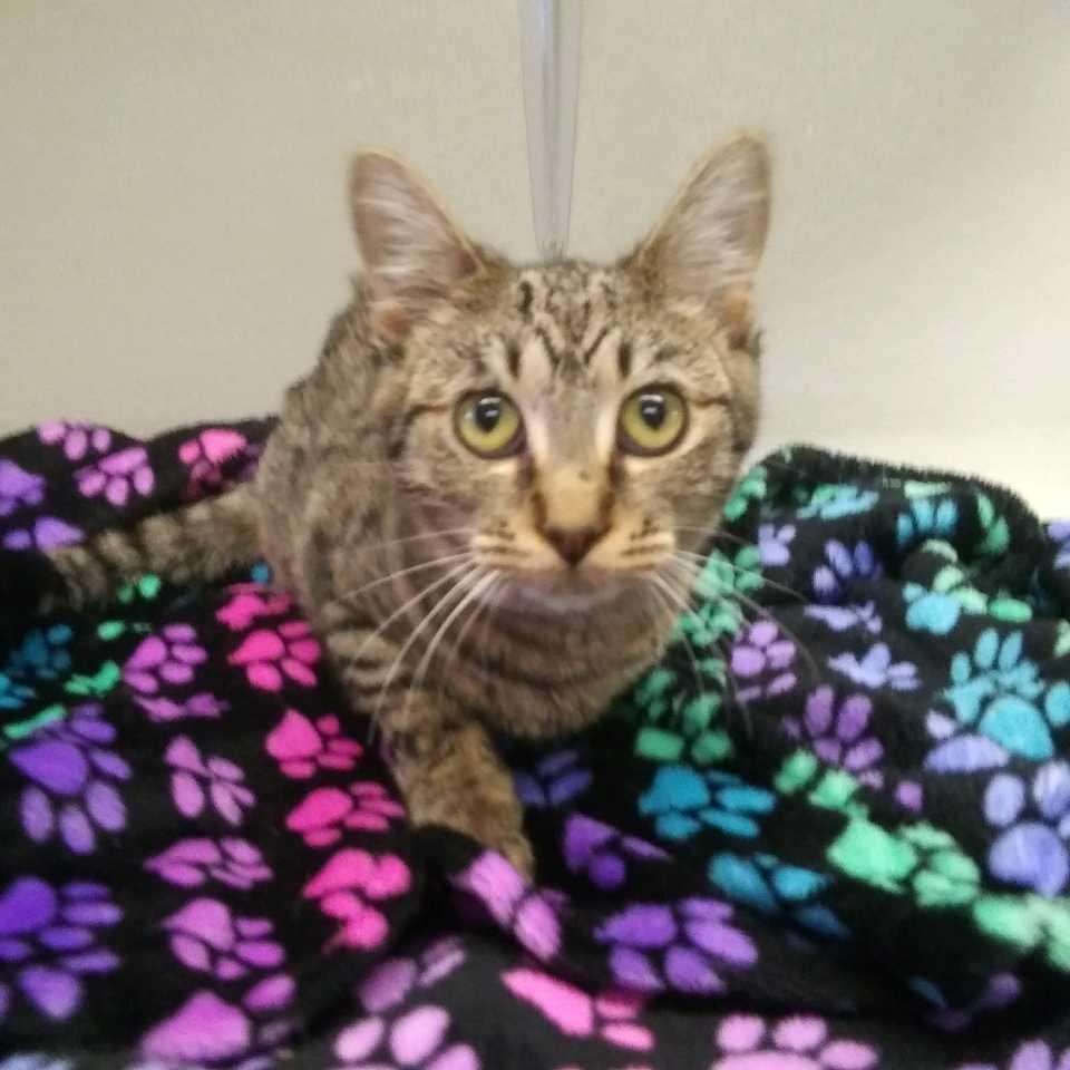 Anna, Adoptable, Young Female Domestic Short Hair.