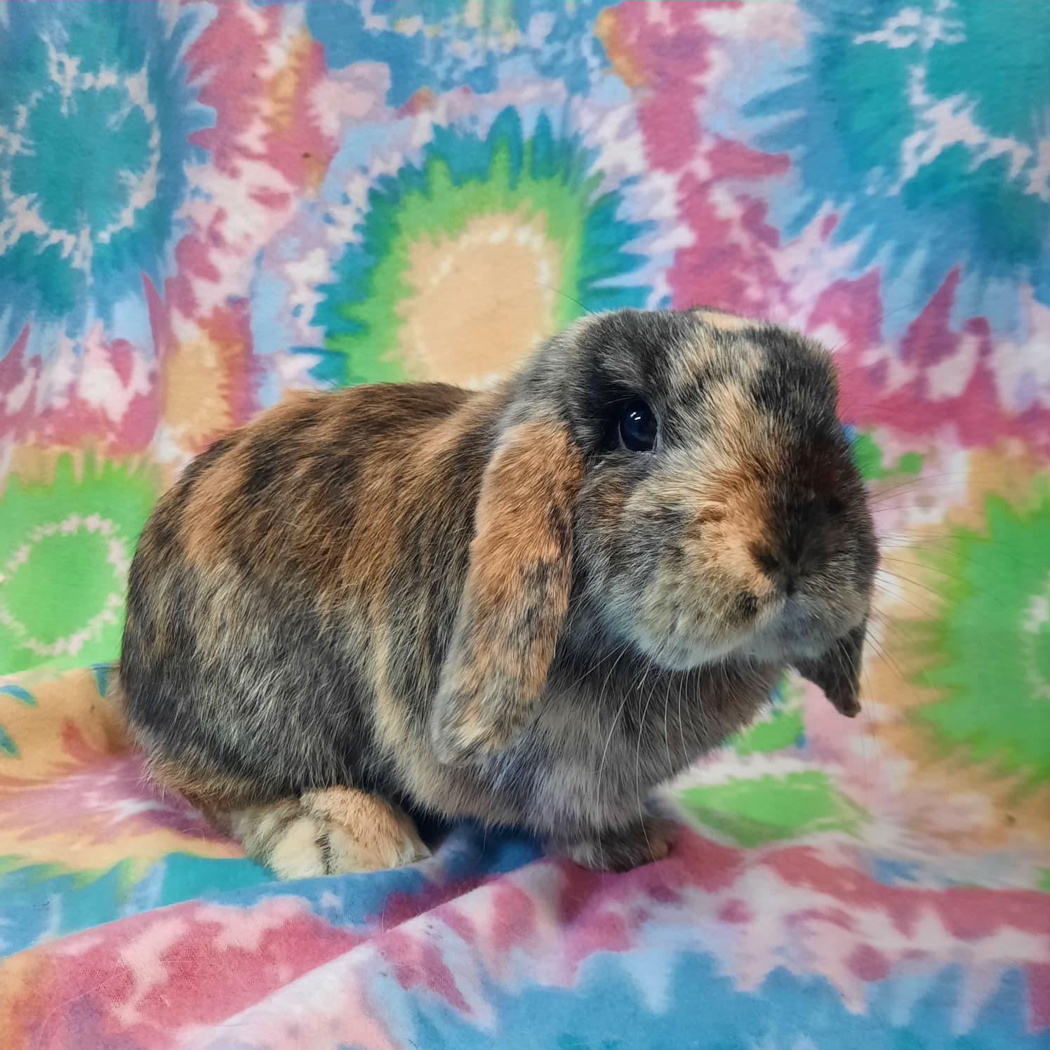 Espresso, adopted, Adult Male Lop Eared.