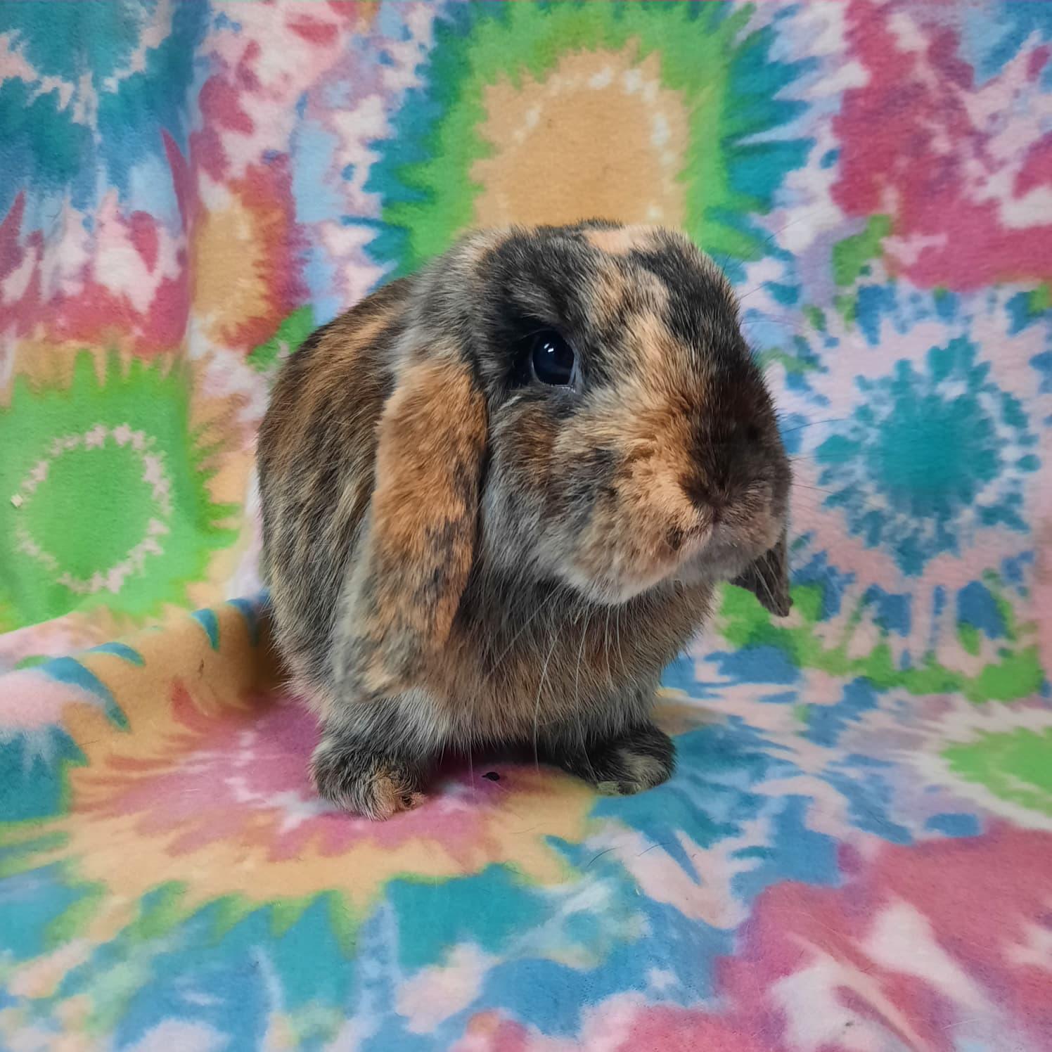 Enlarge Espresso, an adopted Lop Eared in Montclair, CA image 2/2