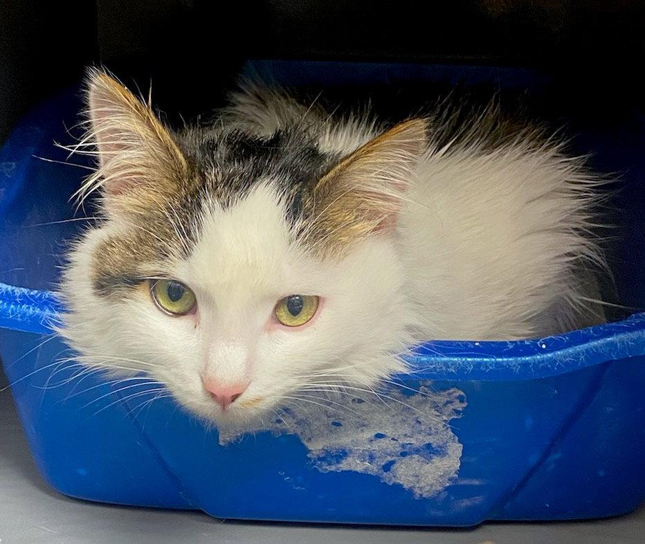 Slade, Adopted, Adult Male Domestic Medium Hair.
