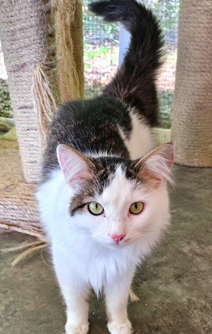 Enlarge Slade, a Adopted Domestic Medium Hair in Albemarle, NC image 2/3