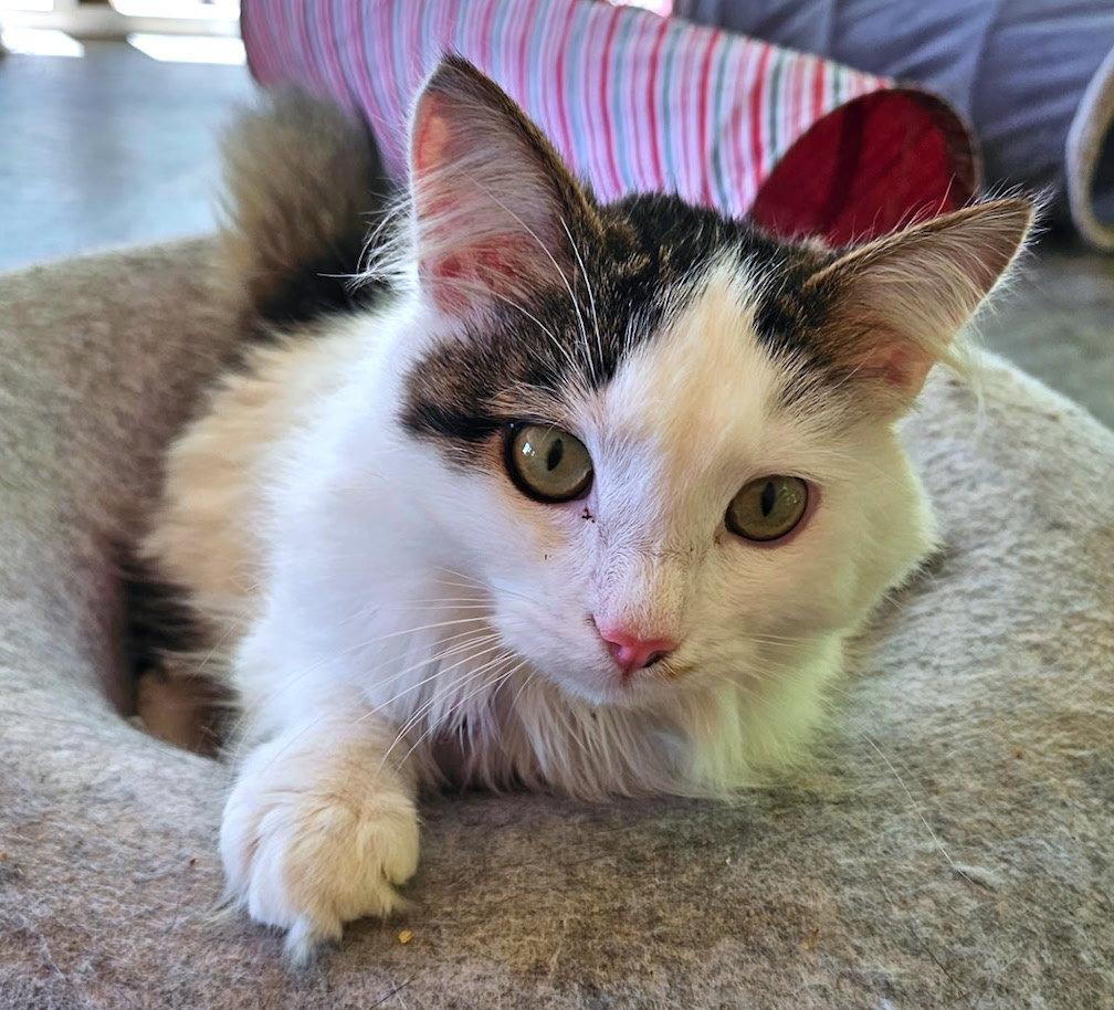Enlarge Slade, a Adopted Domestic Medium Hair in Albemarle, NC image 3/3