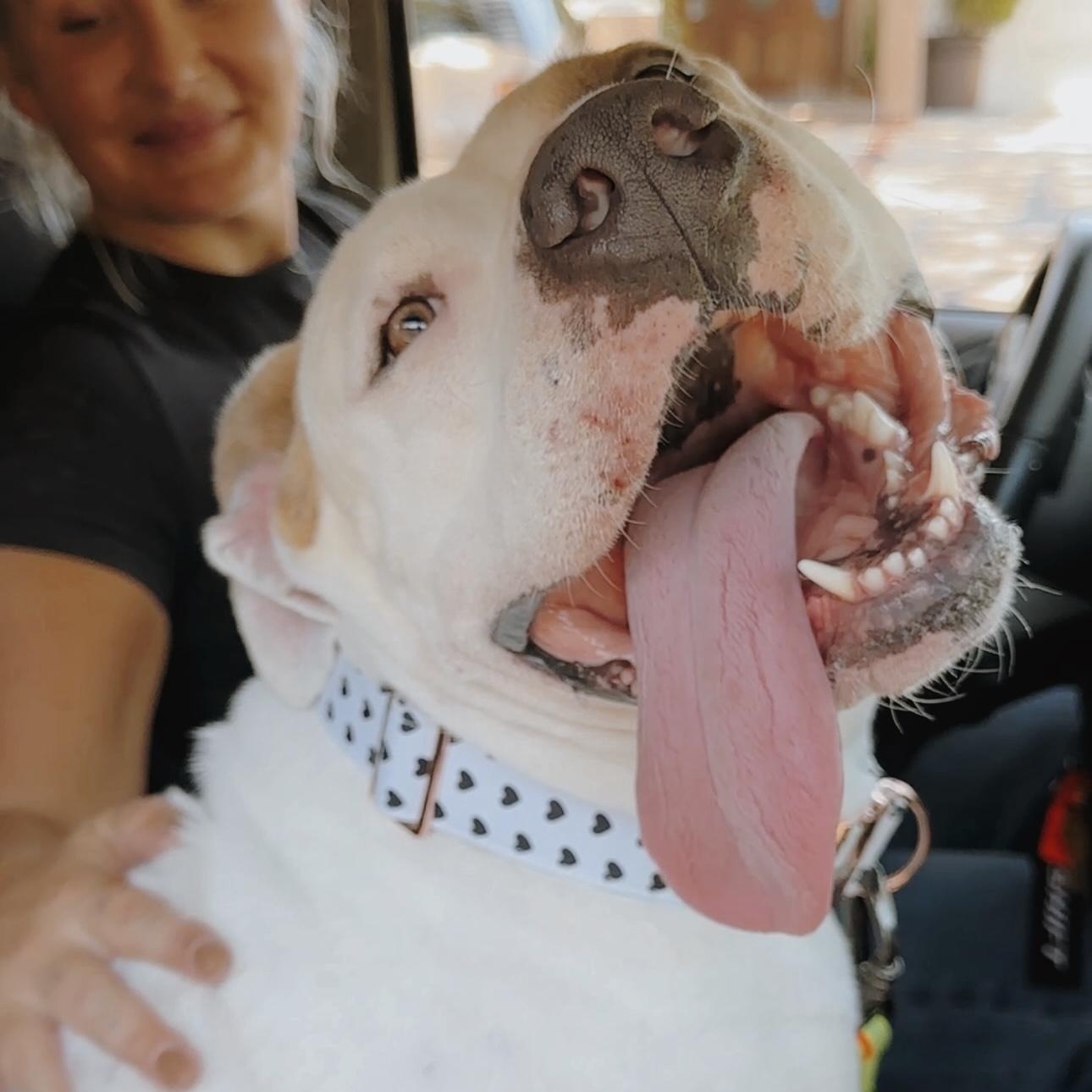 Forrest , a ADOPTABLE Pit Bull Terrier in Los Angeles, CA image 2/6