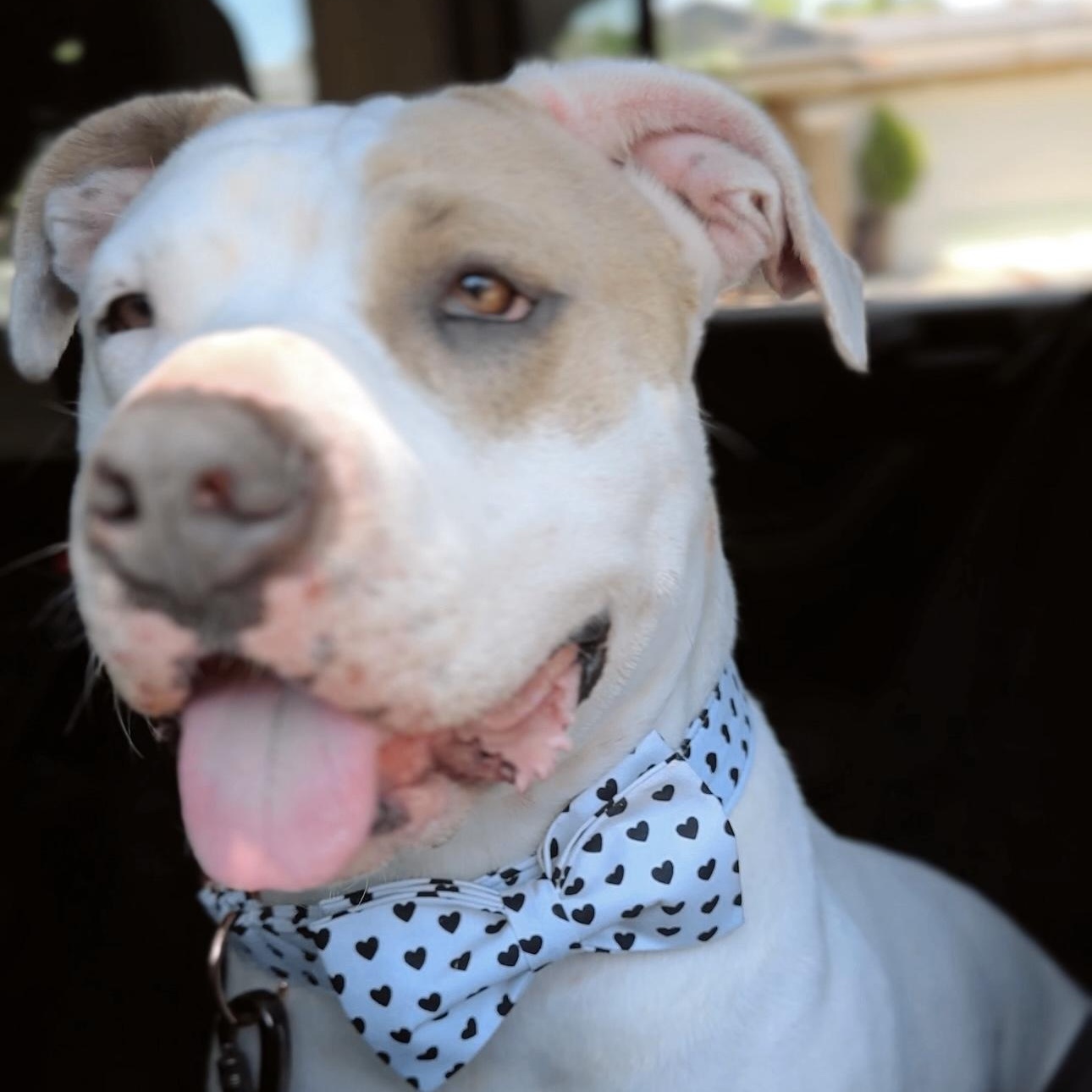 Forrest , a ADOPTABLE Pit Bull Terrier in Los Angeles, CA image 4/6