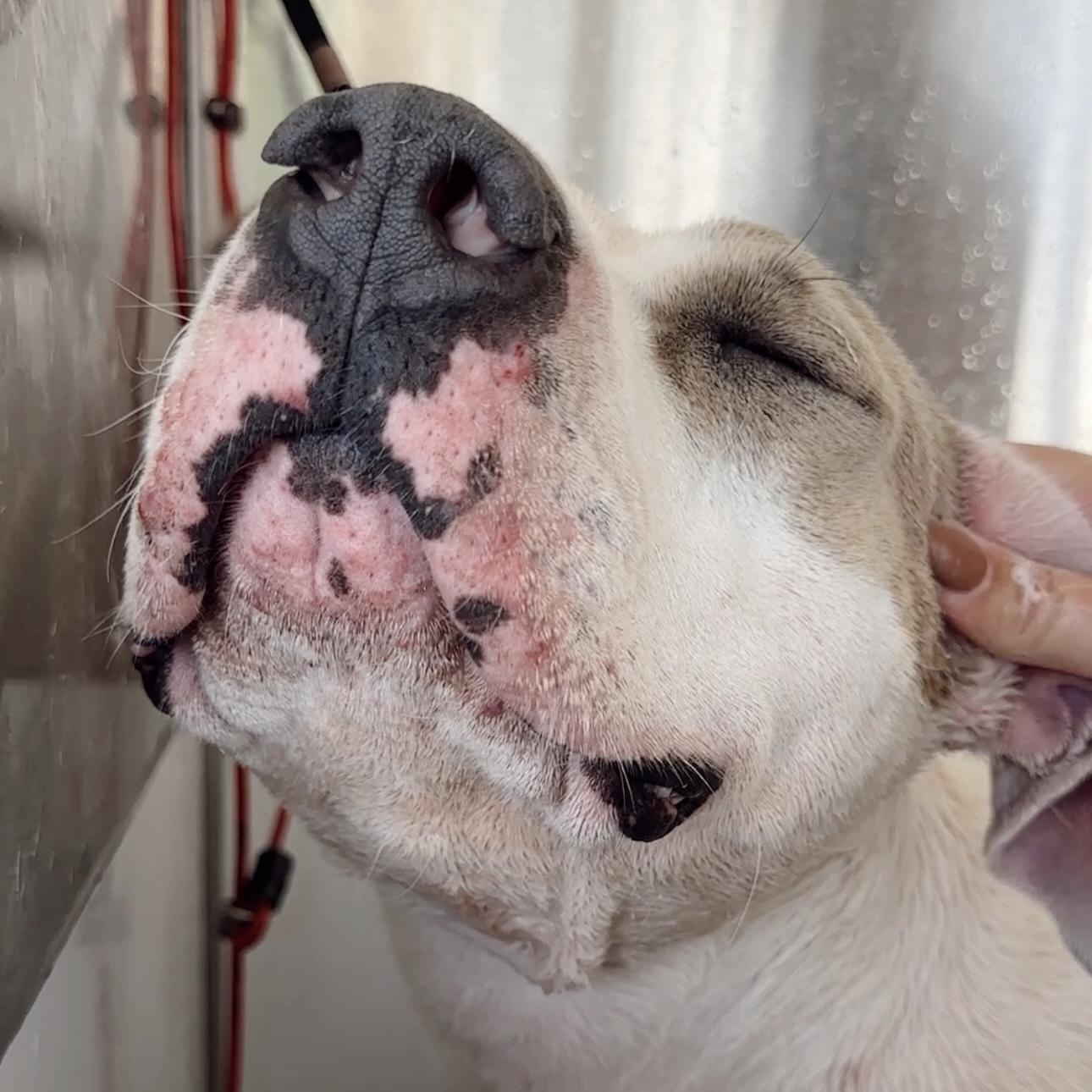 Forrest , a ADOPTABLE Pit Bull Terrier in Los Angeles, CA image 5/6