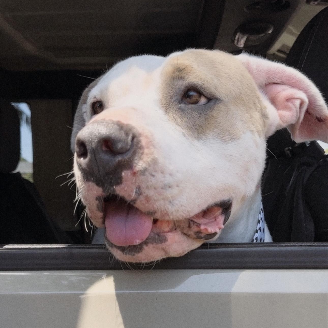 Forrest , a ADOPTABLE Pit Bull Terrier in Los Angeles, CA image 6/6
