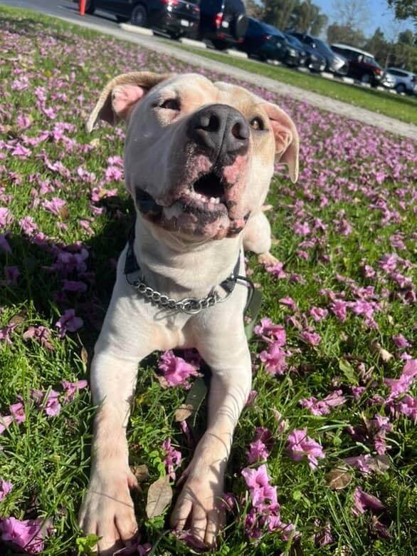Enlarge Forrest , a ADOPTABLE Pit Bull Terrier in Los Angeles, CA image 3/6