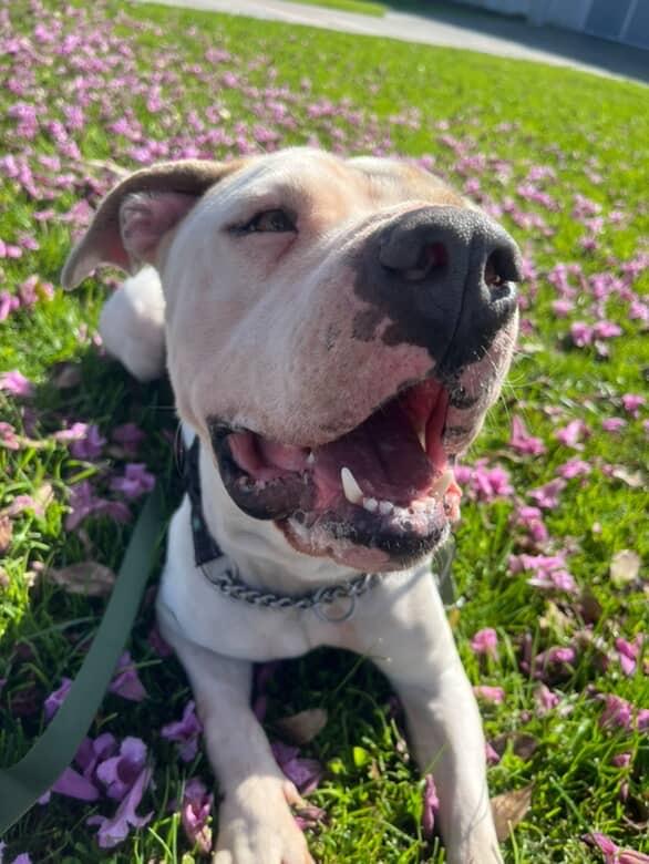 Enlarge Forrest , a ADOPTABLE Pit Bull Terrier in Los Angeles, CA image 5/6