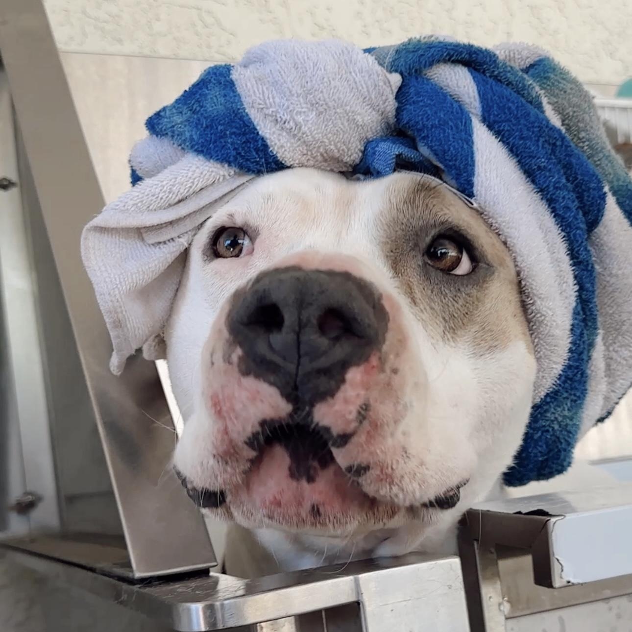 Forrest , ADOPTABLE, Adult Male Pit Bull Terrier.