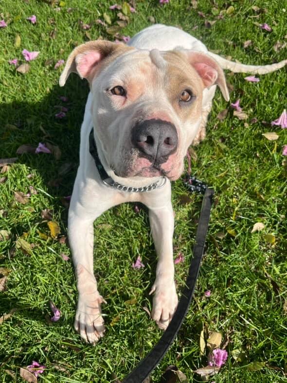 Enlarge Forrest , a ADOPTABLE Pit Bull Terrier in Los Angeles, CA image 2/6