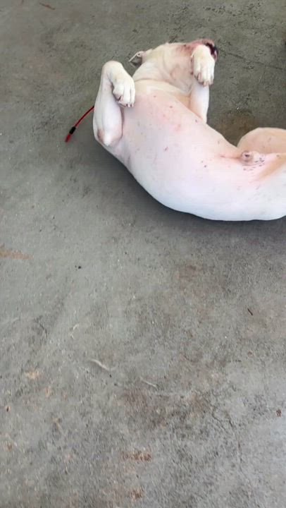Enlarge Forrest , a ADOPTABLE Pit Bull Terrier in Los Angeles, CA video 3/6