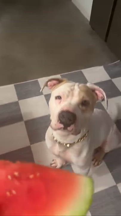 Enlarge Forrest , a ADOPTABLE Pit Bull Terrier in Los Angeles, CA video 6/6