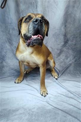 BELLA, Adoptable, Adult Female Cane Corso & Mixed Breed.