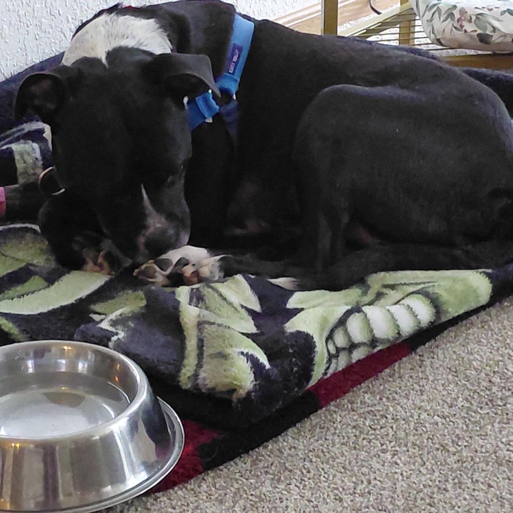 Enlarge Zeus, a Adoptable Mixed Breed in Waukesha, WI image 1/6