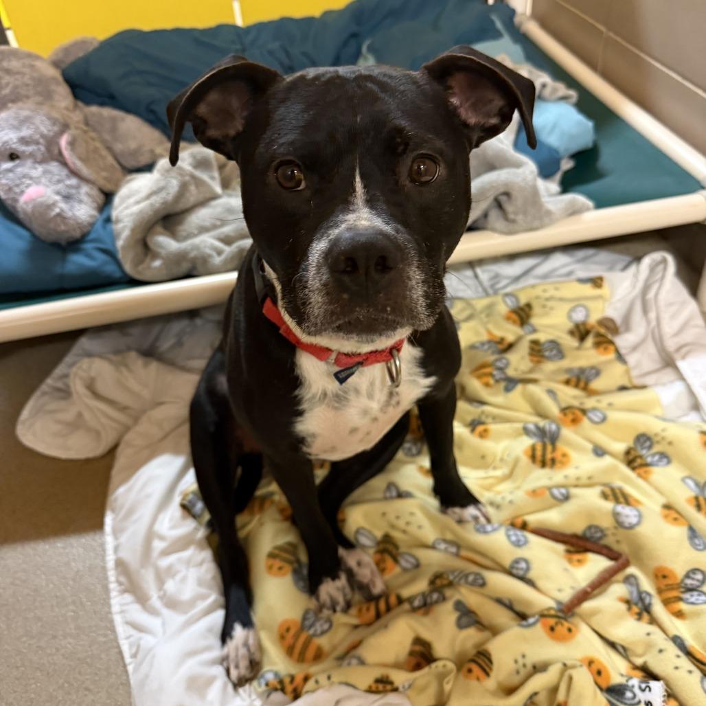 Enlarge Zeus, a Adoptable Mixed Breed in Waukesha, WI image 2/6