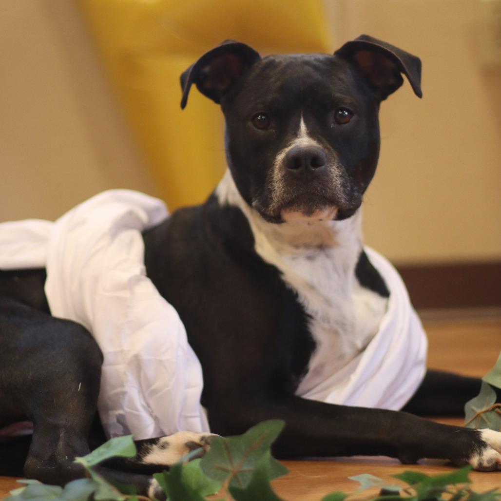 Enlarge Zeus, a Adoptable Mixed Breed in Waukesha, WI image 3/6