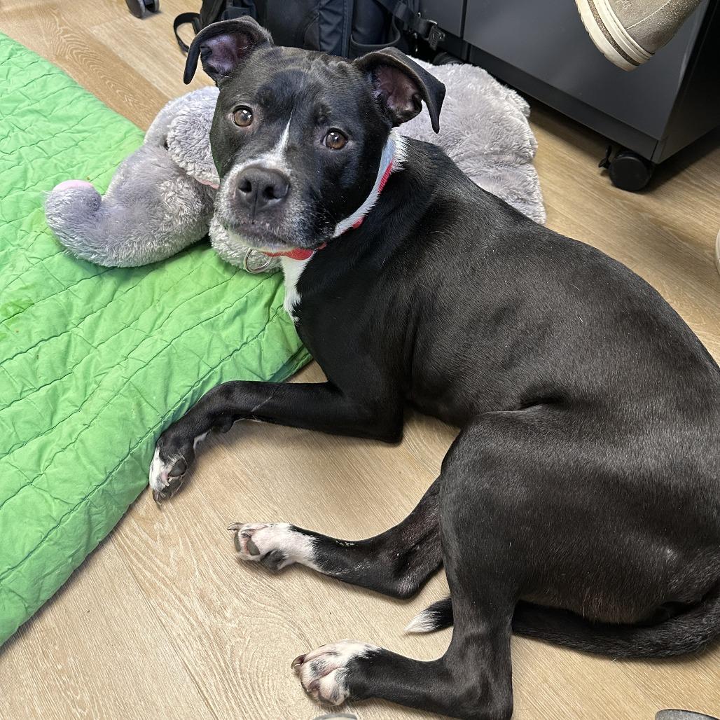 Enlarge Zeus, a Adoptable Mixed Breed in Waukesha, WI image 4/6