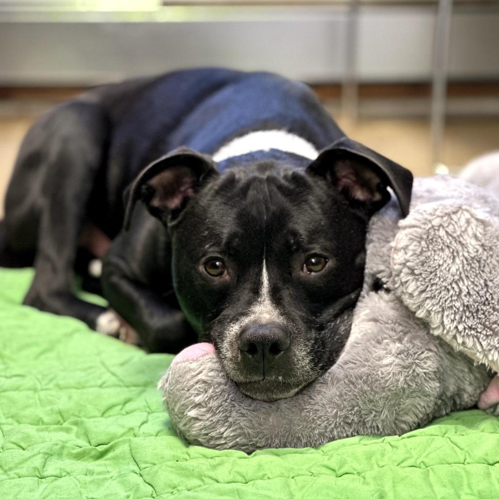 Enlarge Zeus, a Adoptable Mixed Breed in Waukesha, WI image 5/6