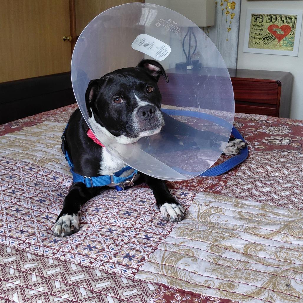 Enlarge Zeus, a Adoptable Mixed Breed in Waukesha, WI image 5/6