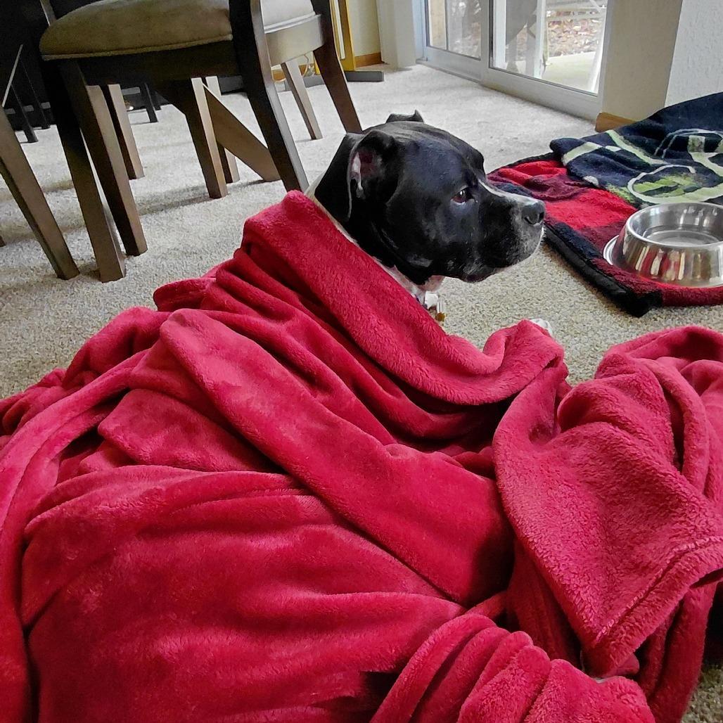 Enlarge Zeus, a Adoptable Mixed Breed in Waukesha, WI image 6/6