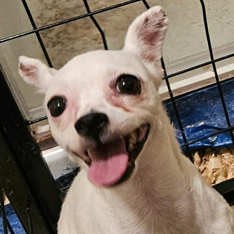 Amari  Available 9/26, Adoptable, Adult Female Chihuahua.