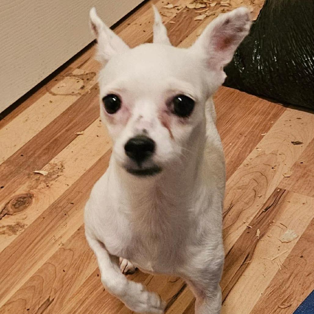 Enlarge Amari  Available 9/26, a Adoptable Chihuahua in Loves Park, IL image 2/3