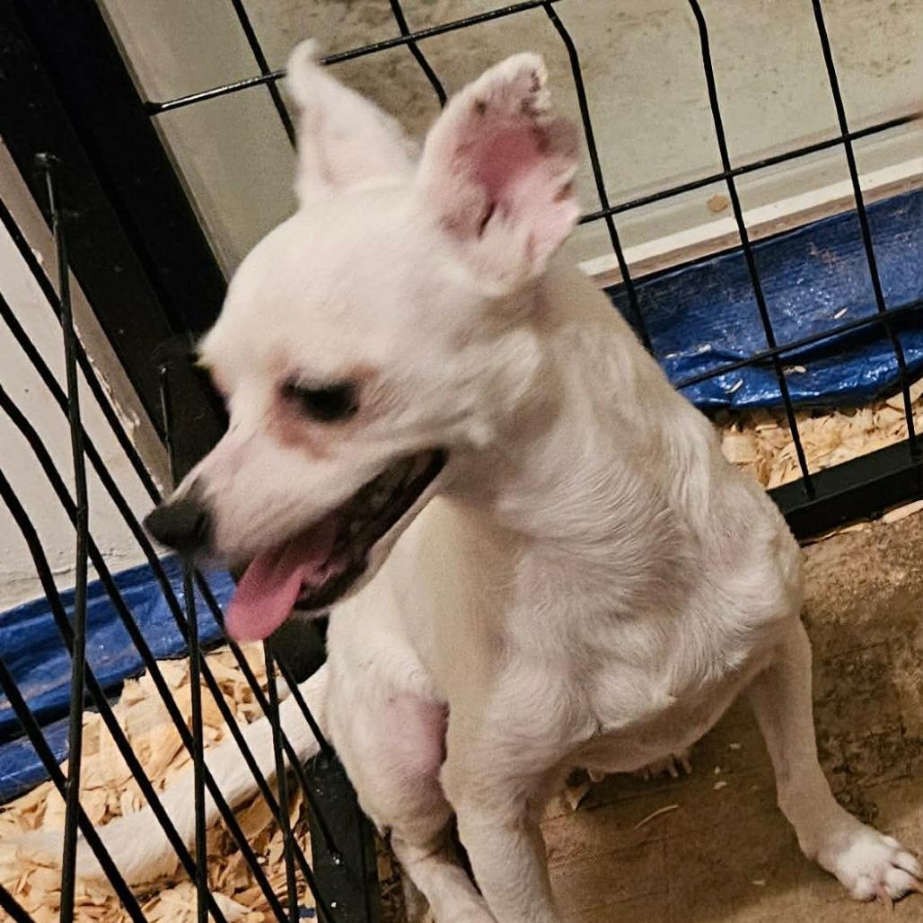 Enlarge Amari  Available 9/26, a Adoptable Chihuahua in Loves Park, IL image 3/3