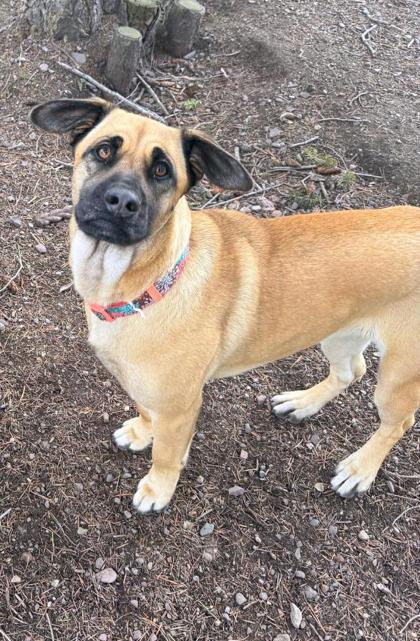 Enlarge Annie, a ADOPTABLE Mixed Breed in Missoula, MT image 2/2