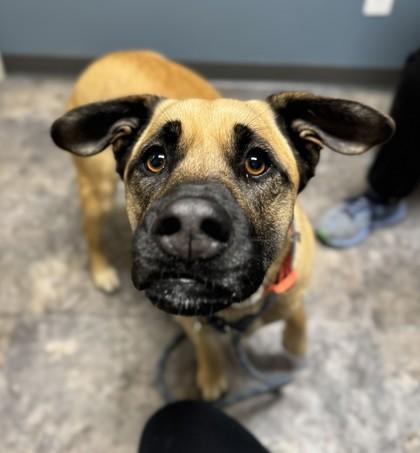 Enlarge Annie, a ADOPTABLE Mixed Breed in Missoula, MT image 1/2