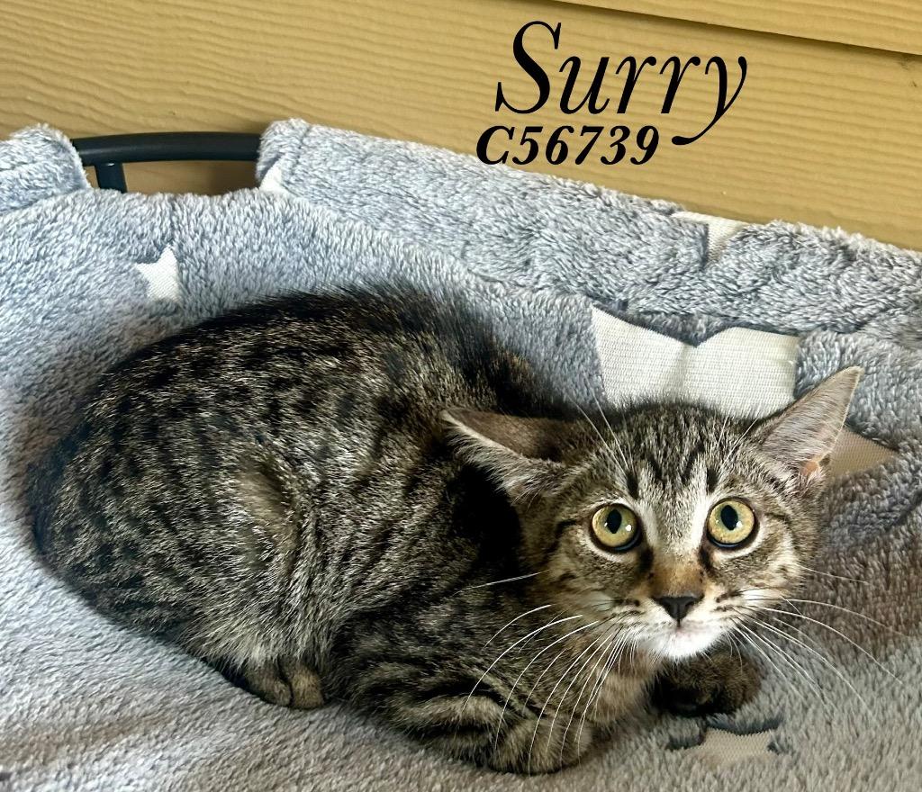 Surry (red collar), Adoptable, Kitten Male Domestic Short Hair.