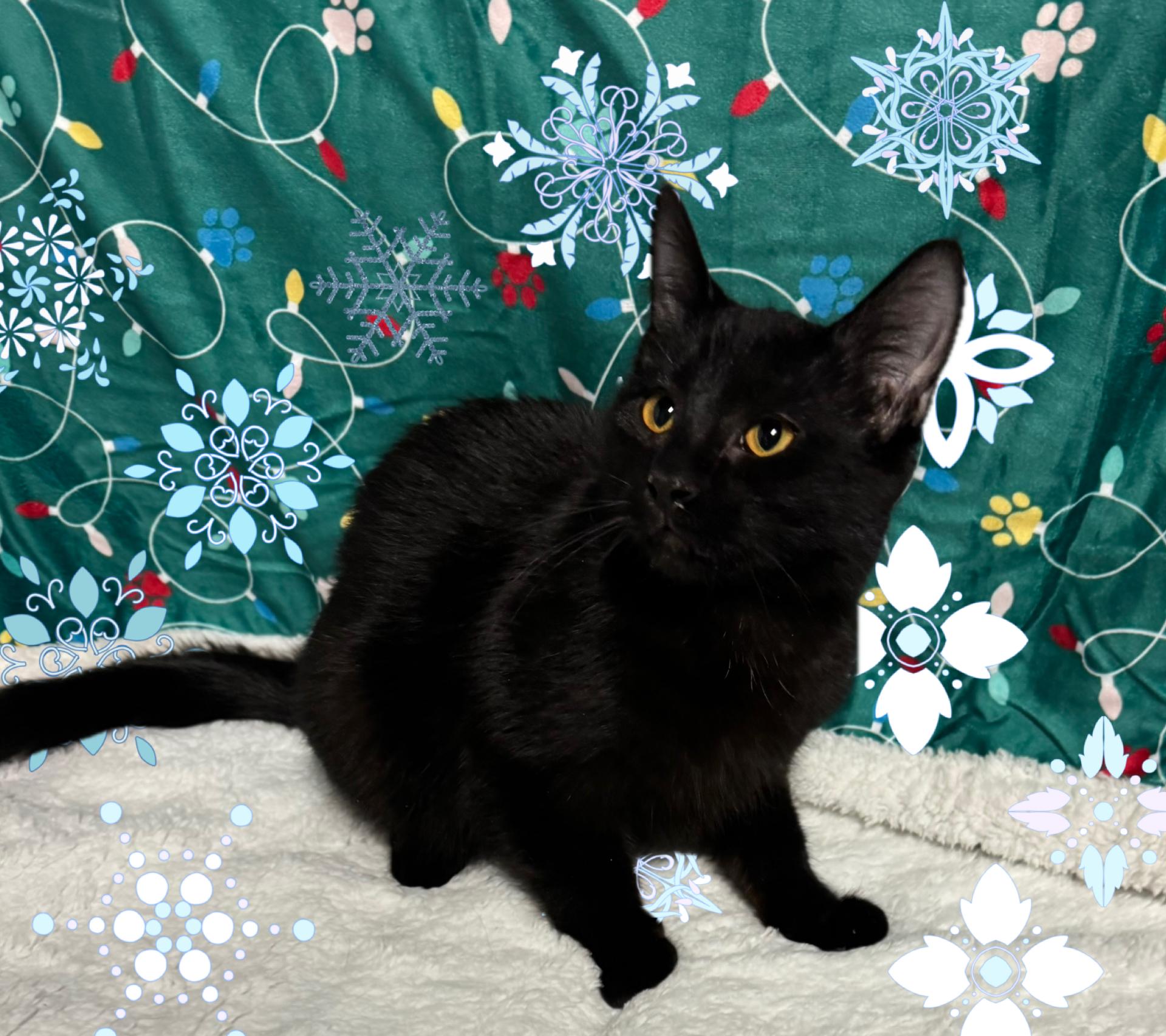 Dougal , ADOPTABLE, Kitten Male Domestic Short Hair.