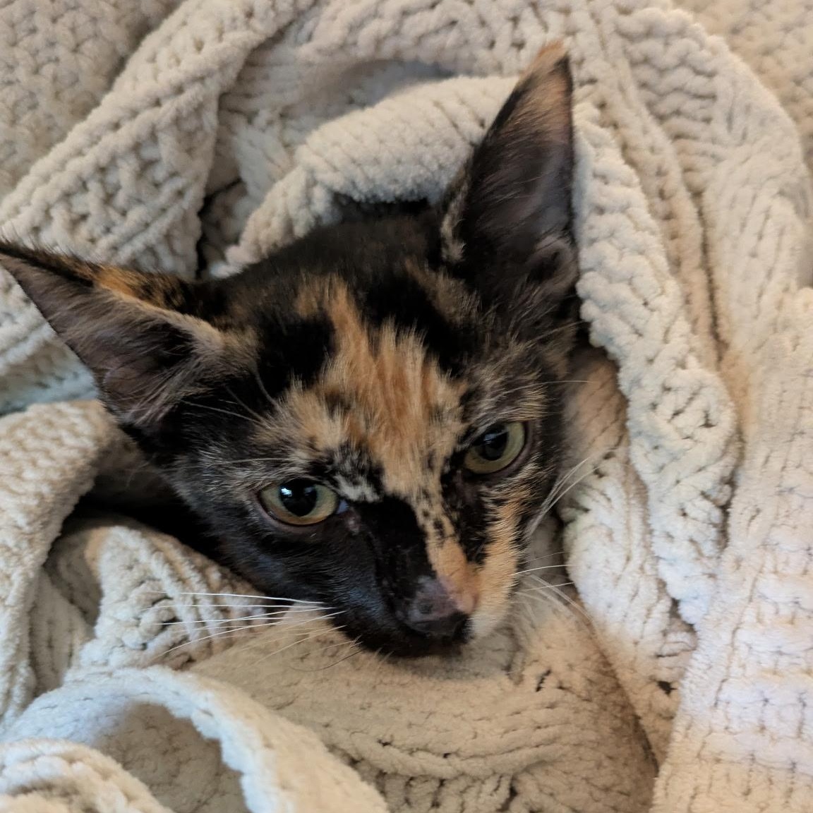 Lilikoi, an adoptable Domestic Short Hair in Ewa Beach, HI, 96706 | Photo Image 4