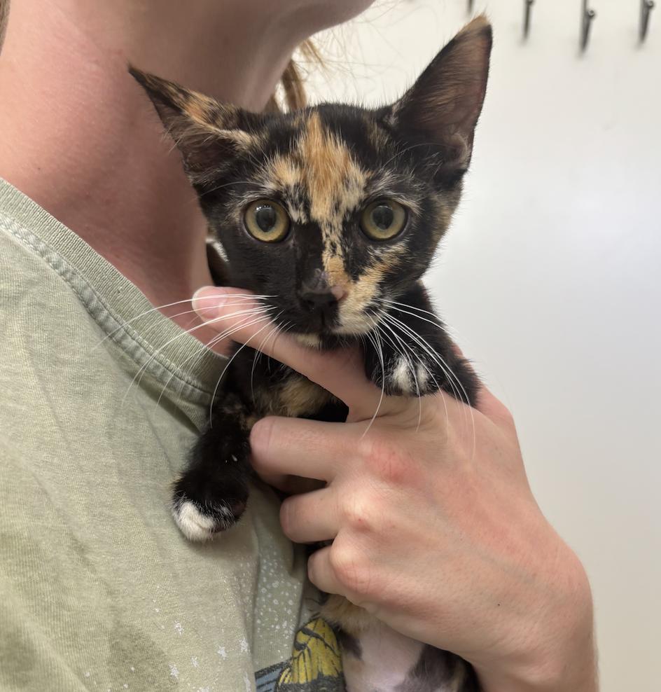 Lilikoi, an adoptable Domestic Short Hair in Ewa Beach, HI, 96706 | Photo Image 2