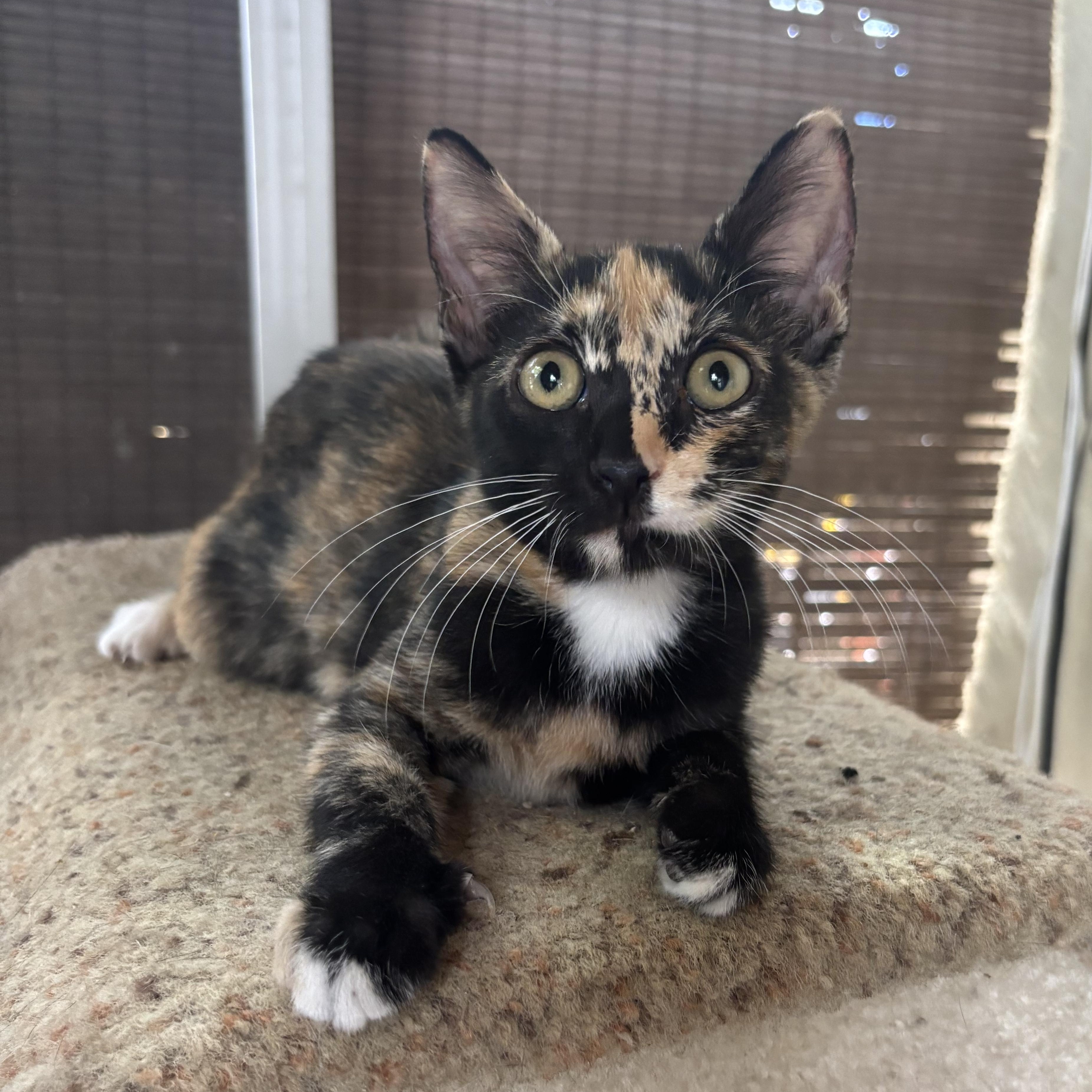 Lilikoi, an adoptable Domestic Short Hair in Ewa Beach, HI, 96706 | Photo Image 1