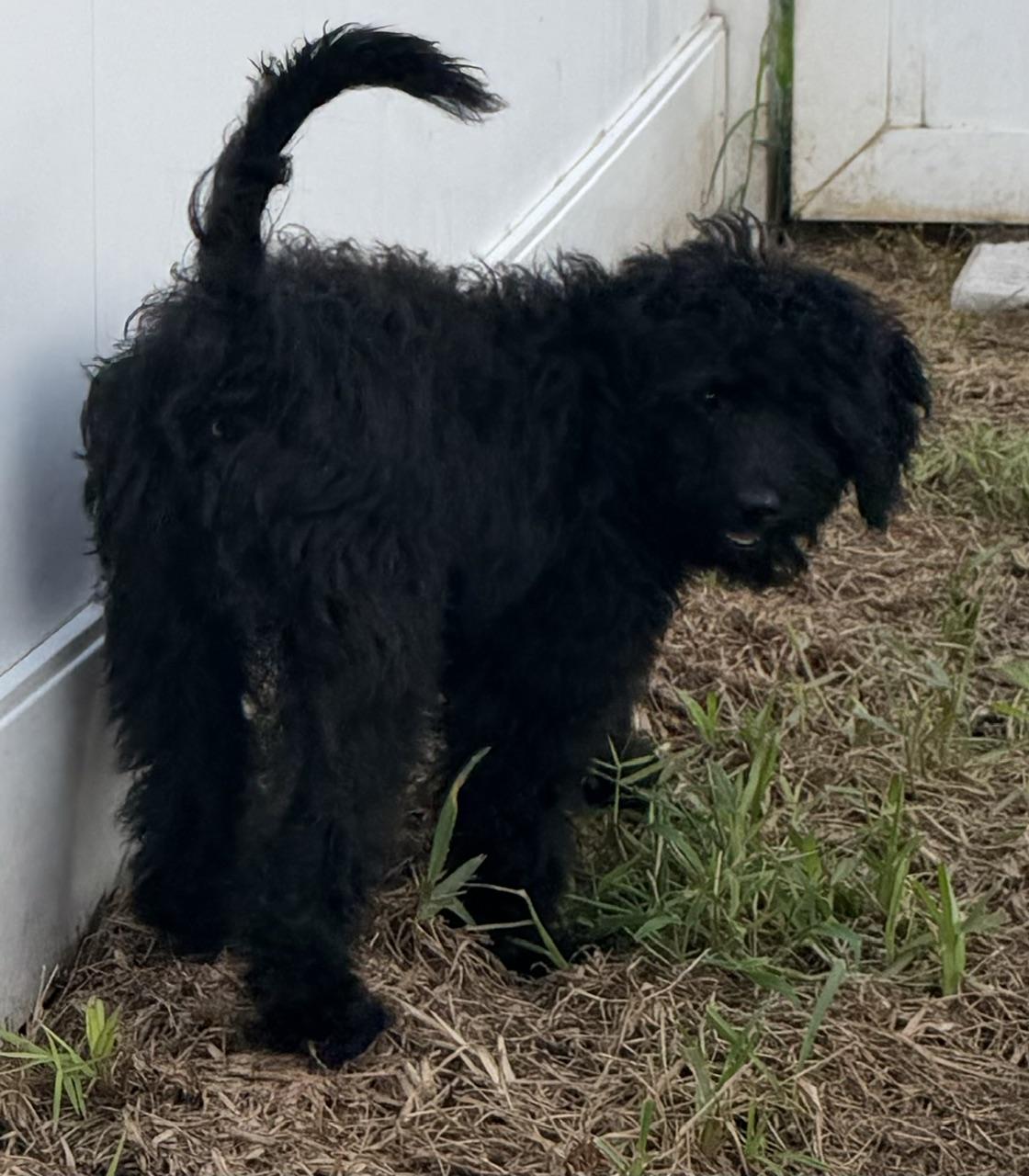 Enlarge Courtney, a Adoptable Aussiedoodle in Orlando, FL image 3/3