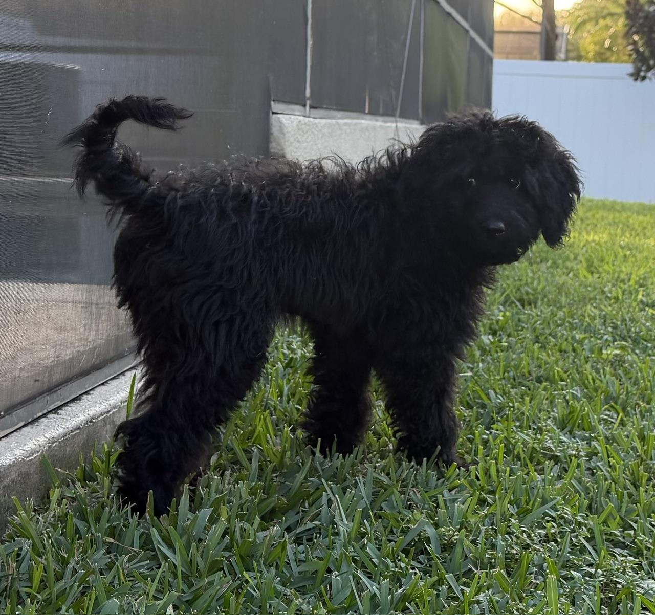 Enlarge Courtney, a Adoptable Aussiedoodle in Orlando, FL image 2/3