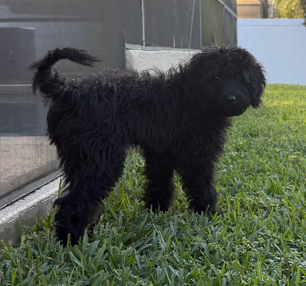Courtney, Adoptable, Young Female Aussiedoodle.