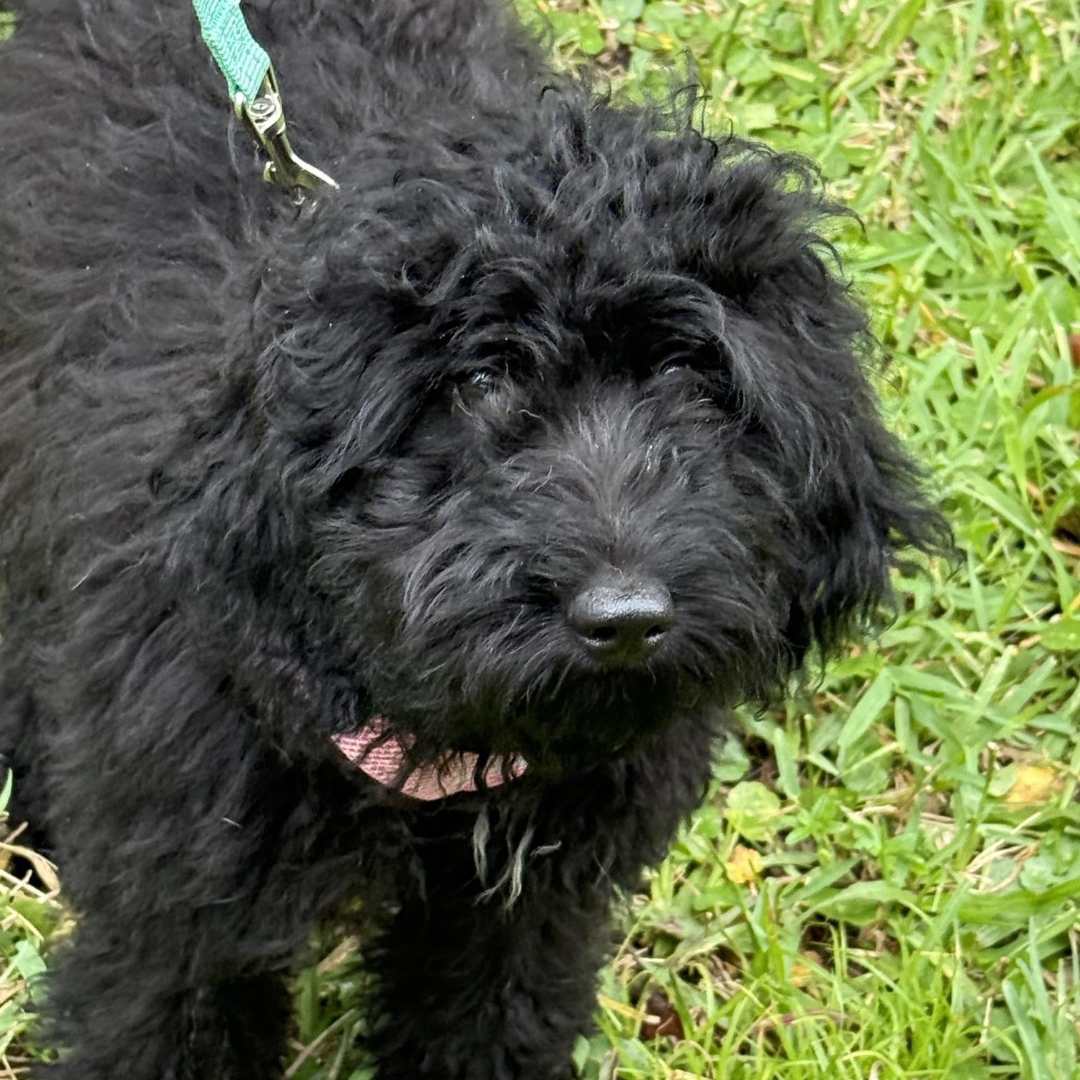 Enlarge Courtney, a Adoptable Aussiedoodle in Orlando, FL image 5/5