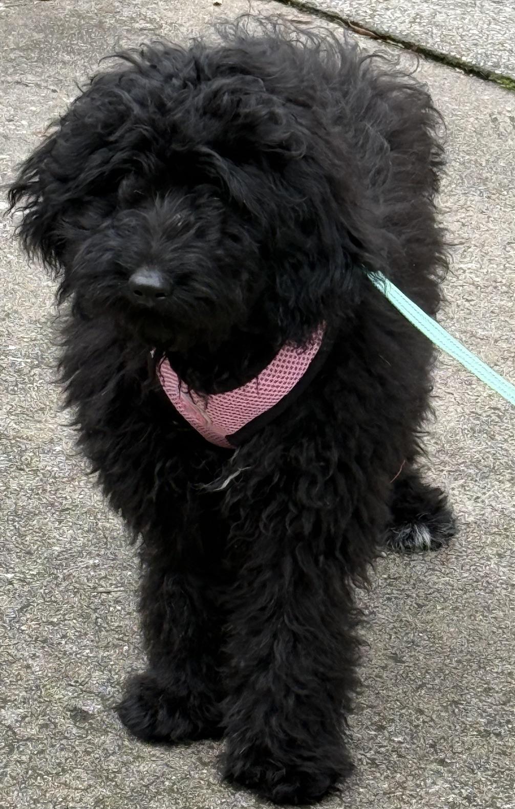 Enlarge Courtney, a Adoptable Aussiedoodle in Orlando, FL image 4/5