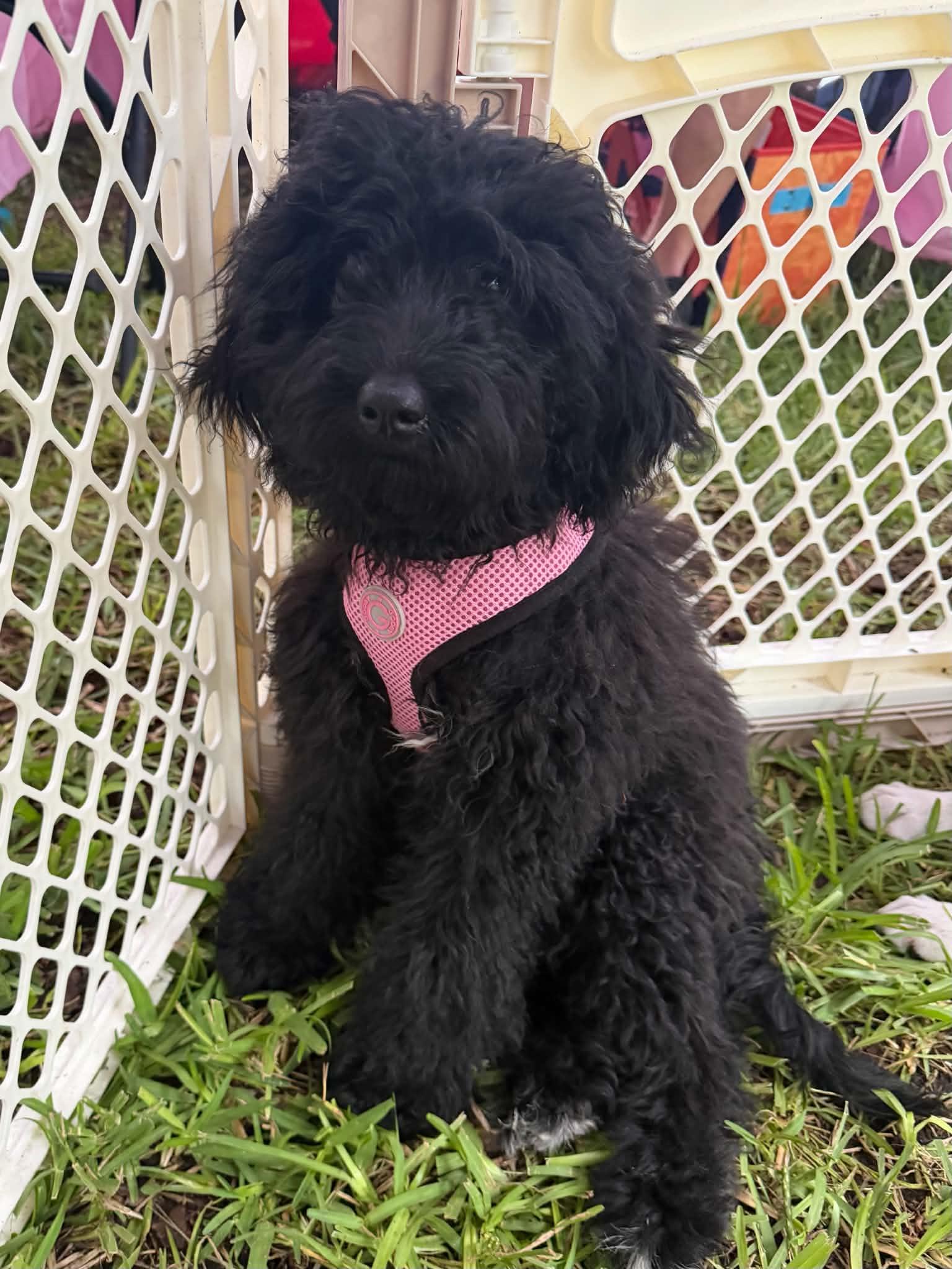 Enlarge Courtney, a Adoptable Aussiedoodle in Orlando, FL image 3/5