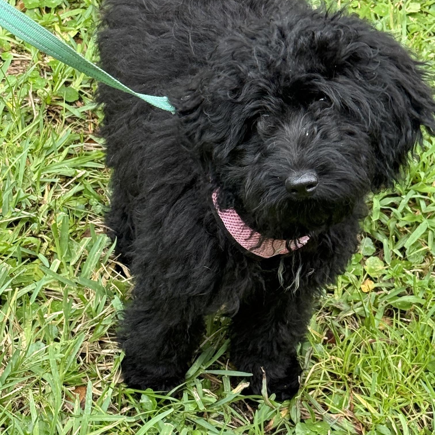 Courtney, Adoptable, Young Female Aussiedoodle.